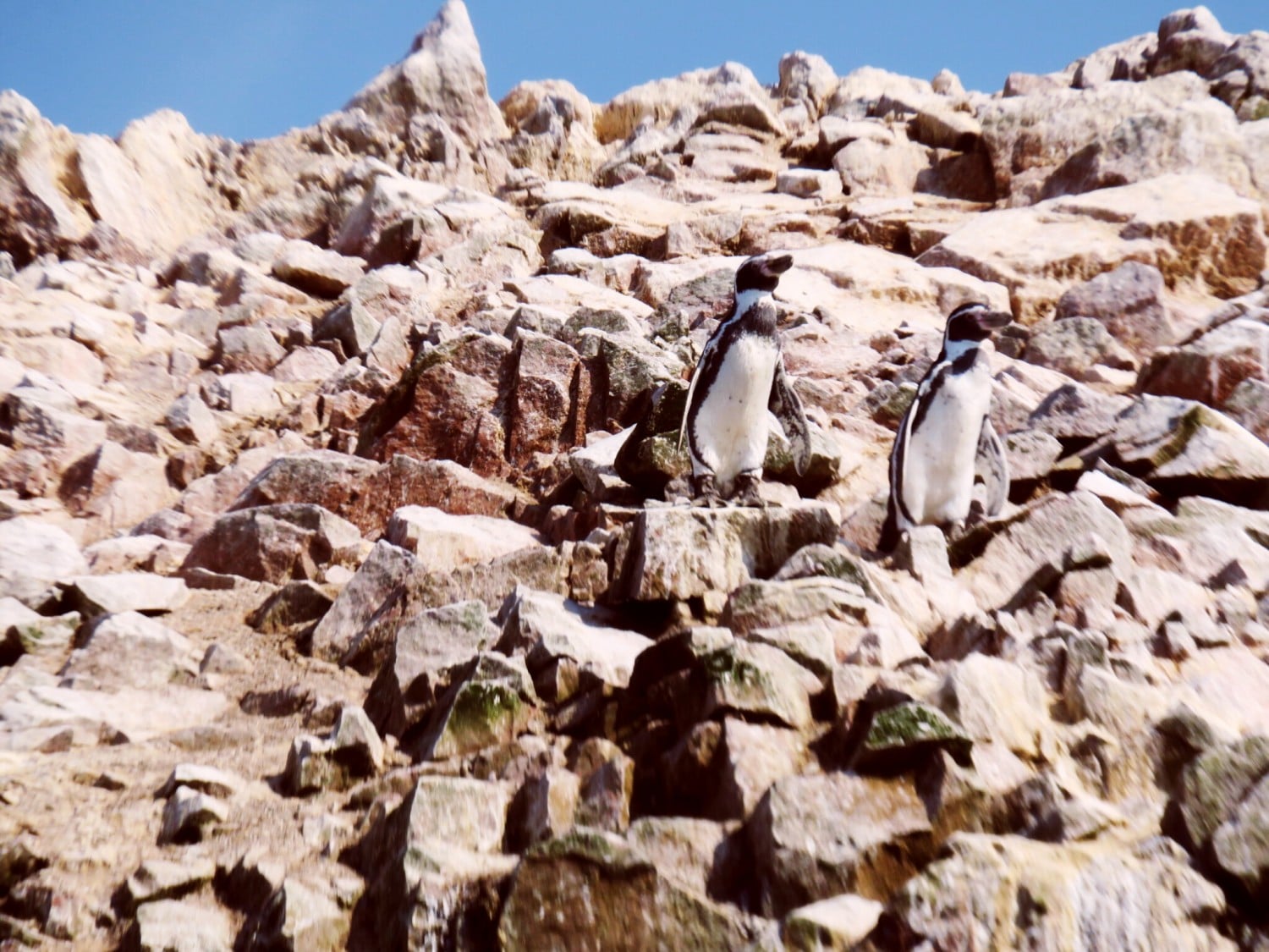 The Ballestas Islands Peru Choosing The Right Tours Wildlife Guide