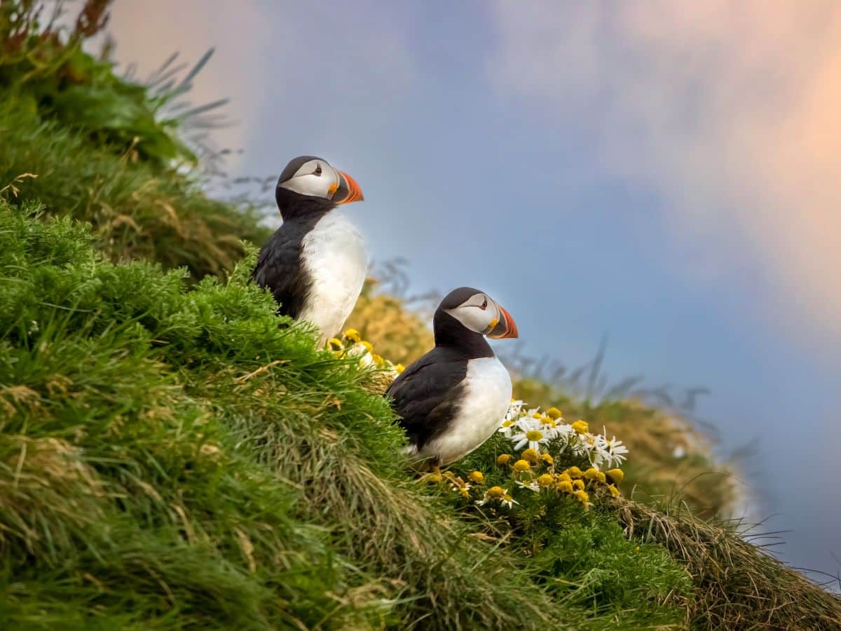 Puffins Vik Beach