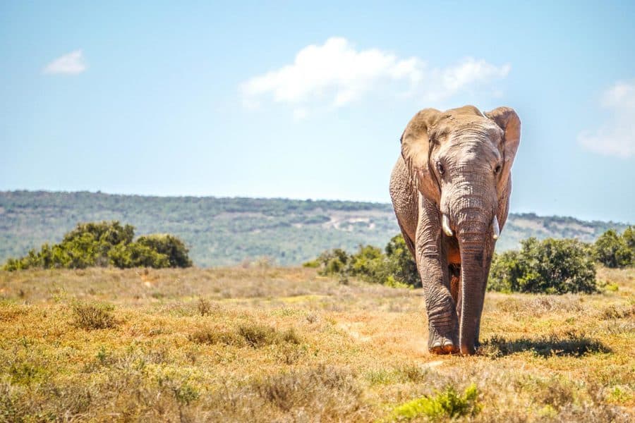 Activities In Addo Elephant National Park