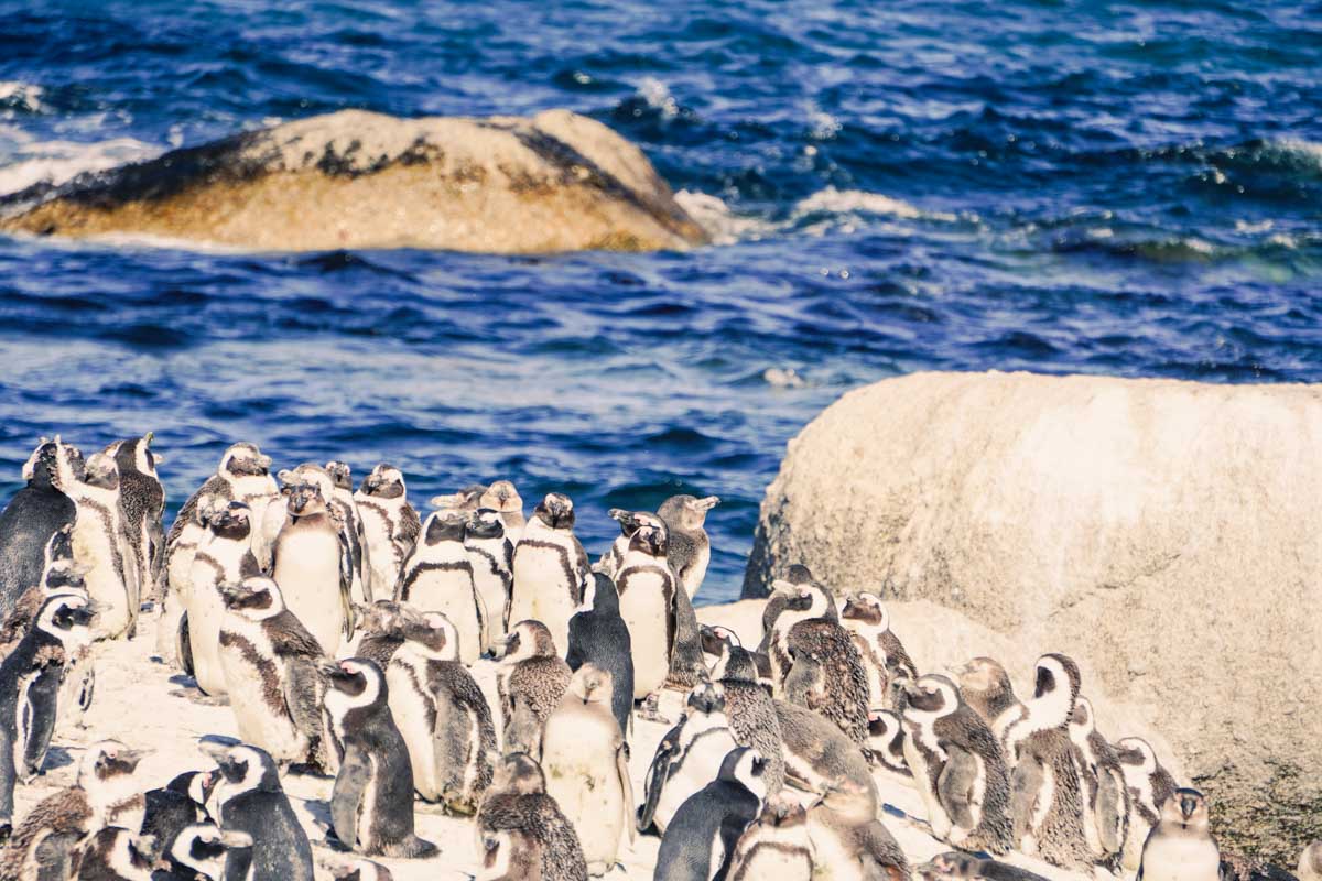 Penguins Boulders Beach