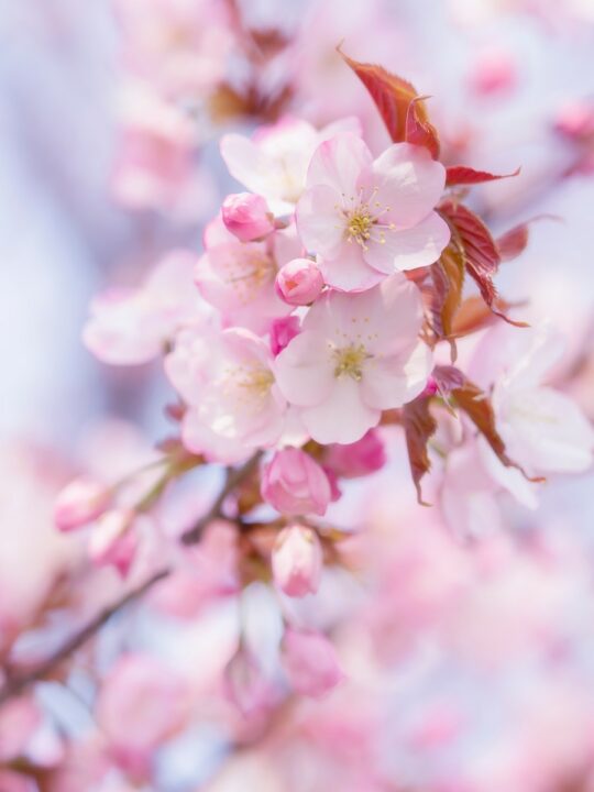 Cherry Blossoms in Washington, DC Guide — The Discoveries Of