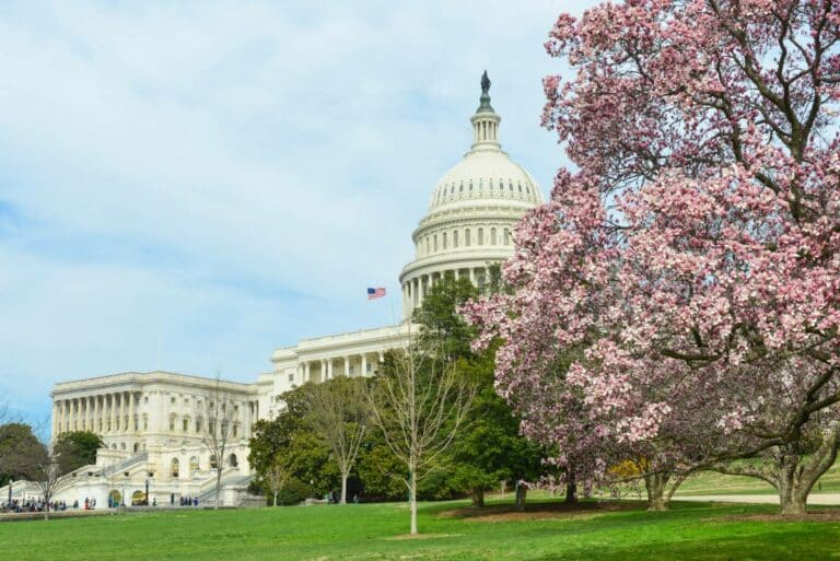 How to See the Cherry Blossoms in Washington, DC: A Complete Guide