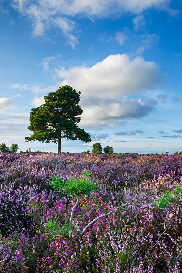 14 Brilliant Things To Do In The New Forest The Discoveries Of