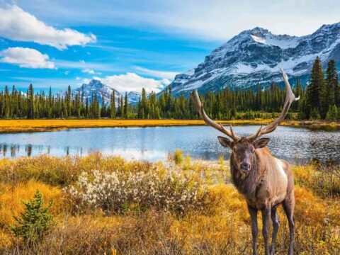 Camping in Jasper National Park: A Practical Guide — The Discoveries Of