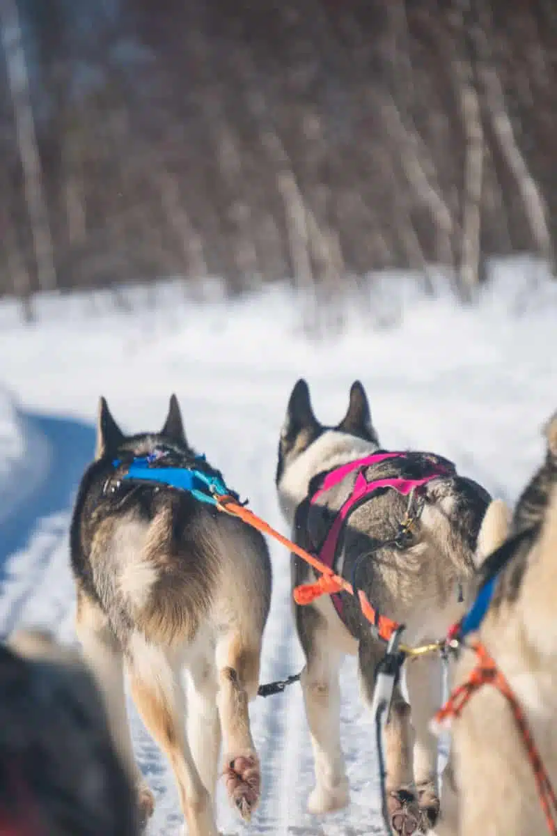 Huskies pulling the sleigh