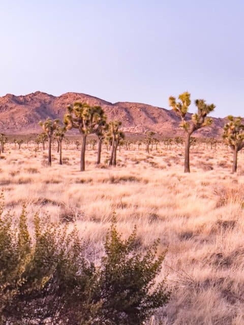 Navigating Joshua Tree National Park: A Guide to Parking and Exploring