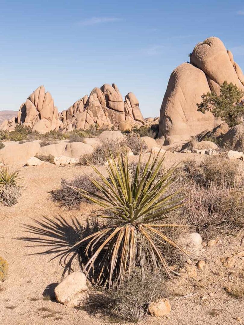 Skull Rock Joshua Tree: Hiking Guide — The Discoveries Of