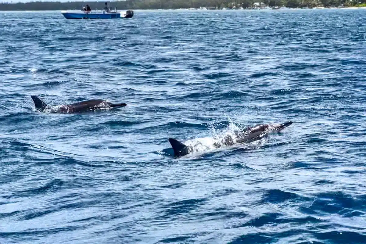 Dolphins Mauritius