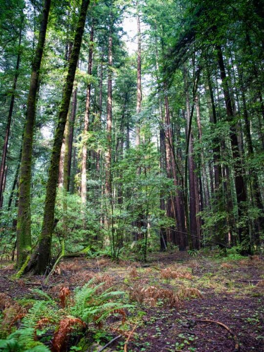 Best Time to Visit Redwood National Park — The Discoveries Of