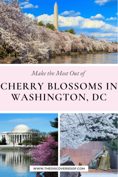 Cherry Blossoms in Washington, DC Guide — The Discoveries Of