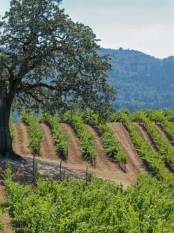 Where To Stay In Sonoma, California — The Discoveries Of