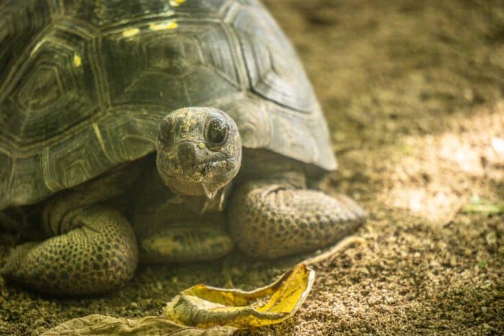 The Seychelles’ Giant Tortoises — The Discoveries Of