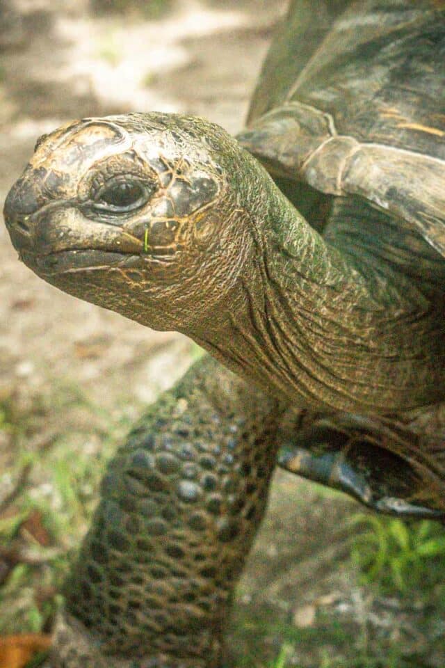 The Seychelles’ Giant Tortoises — The Discoveries Of