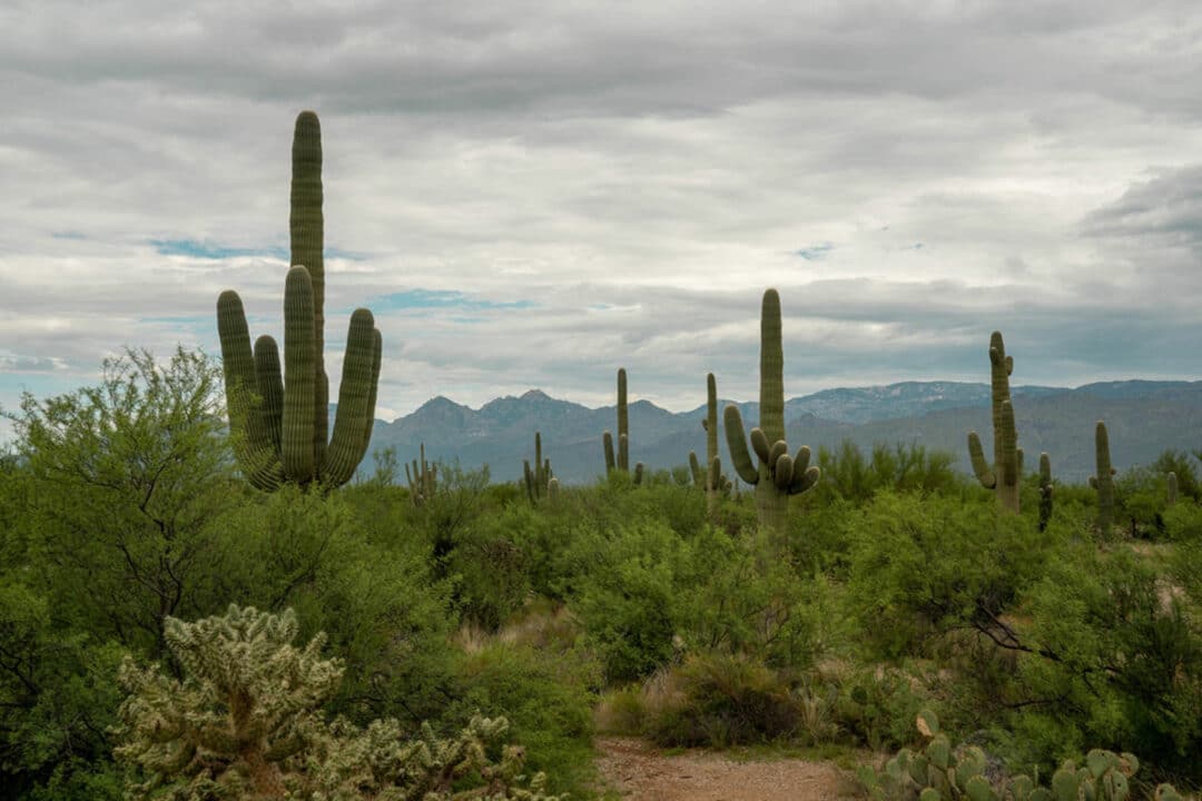 Saguaro National Park East Things To Do Trails