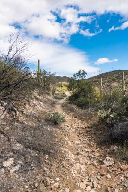 Saguaro National Park East: Things to Do + Trails