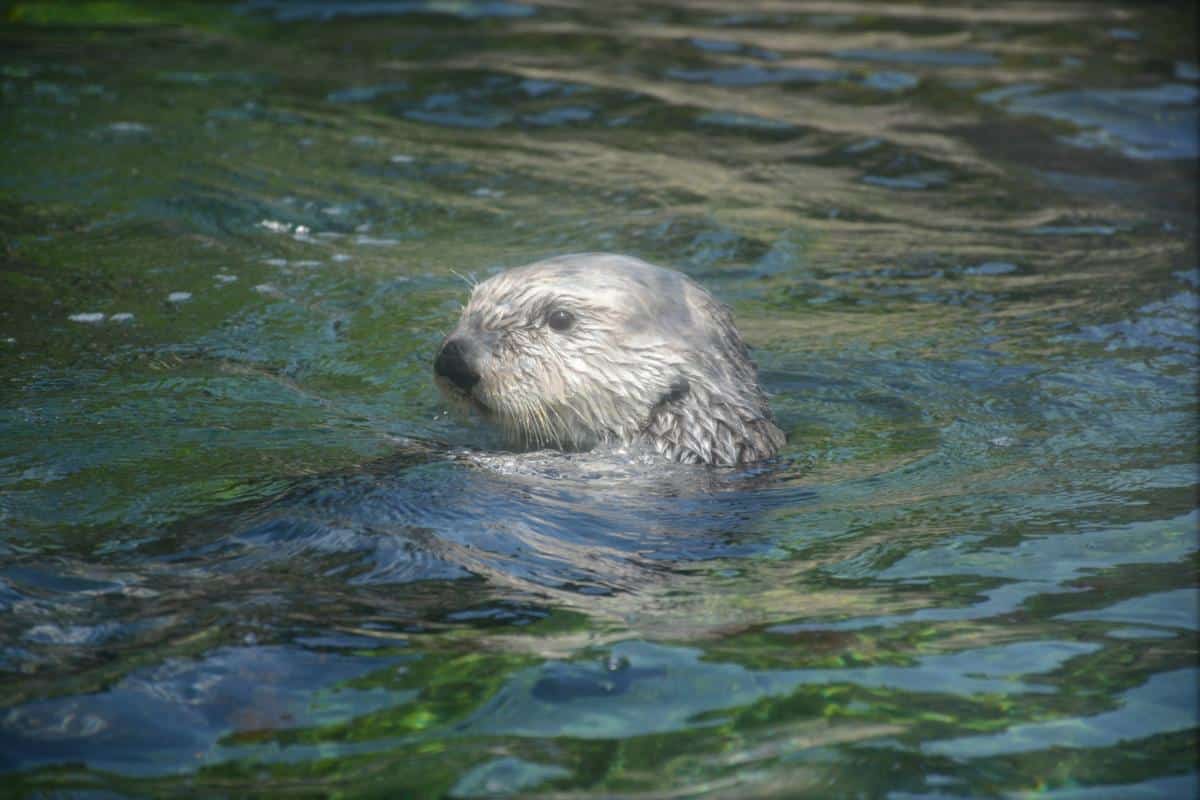 The Best Things to do in Pismo Beach — The Discoveries Of