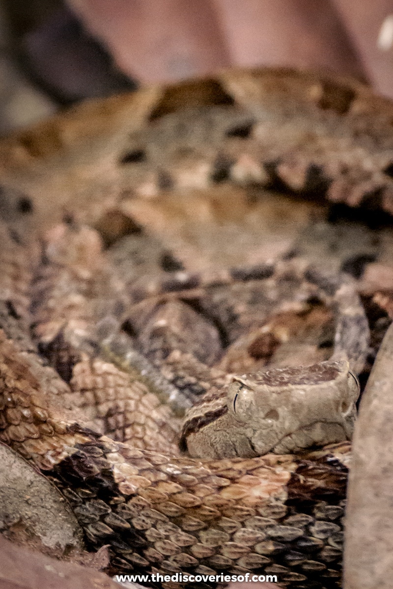 Viper Snake 