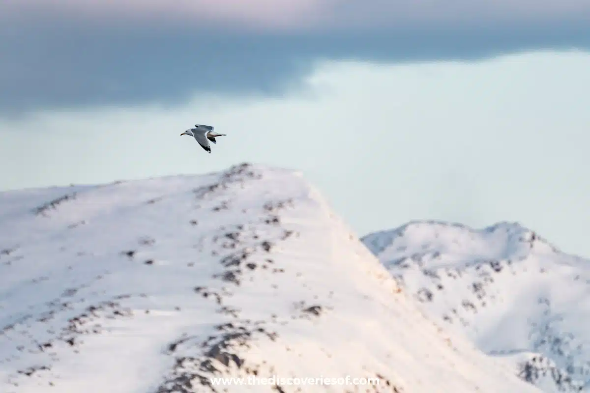 Bird flying over the fjord