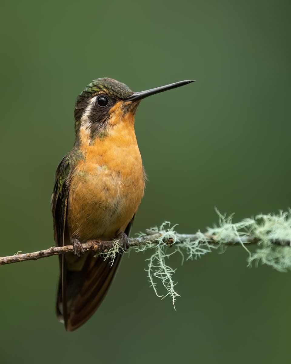 Purple throated  mountaingem in Monteverde