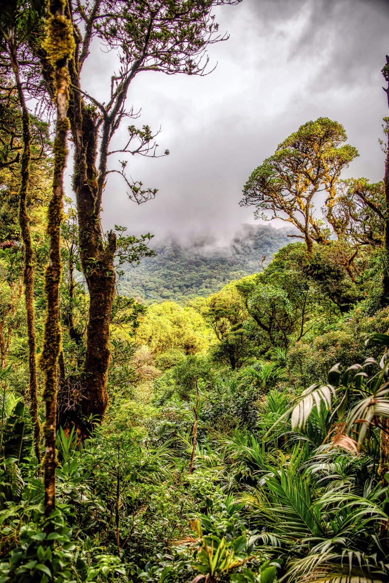 Monteverde Cloud Forest 