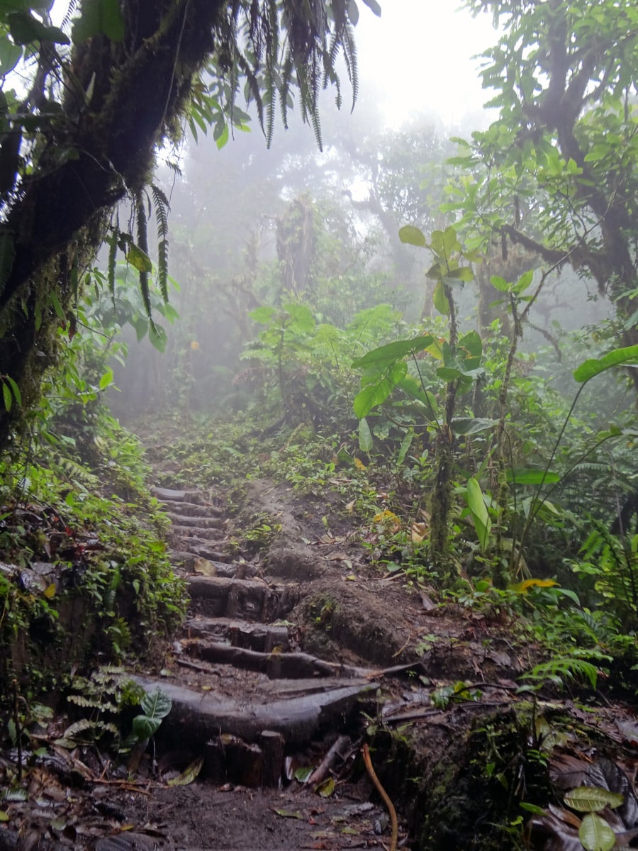 Monteverde Cloud Forest 