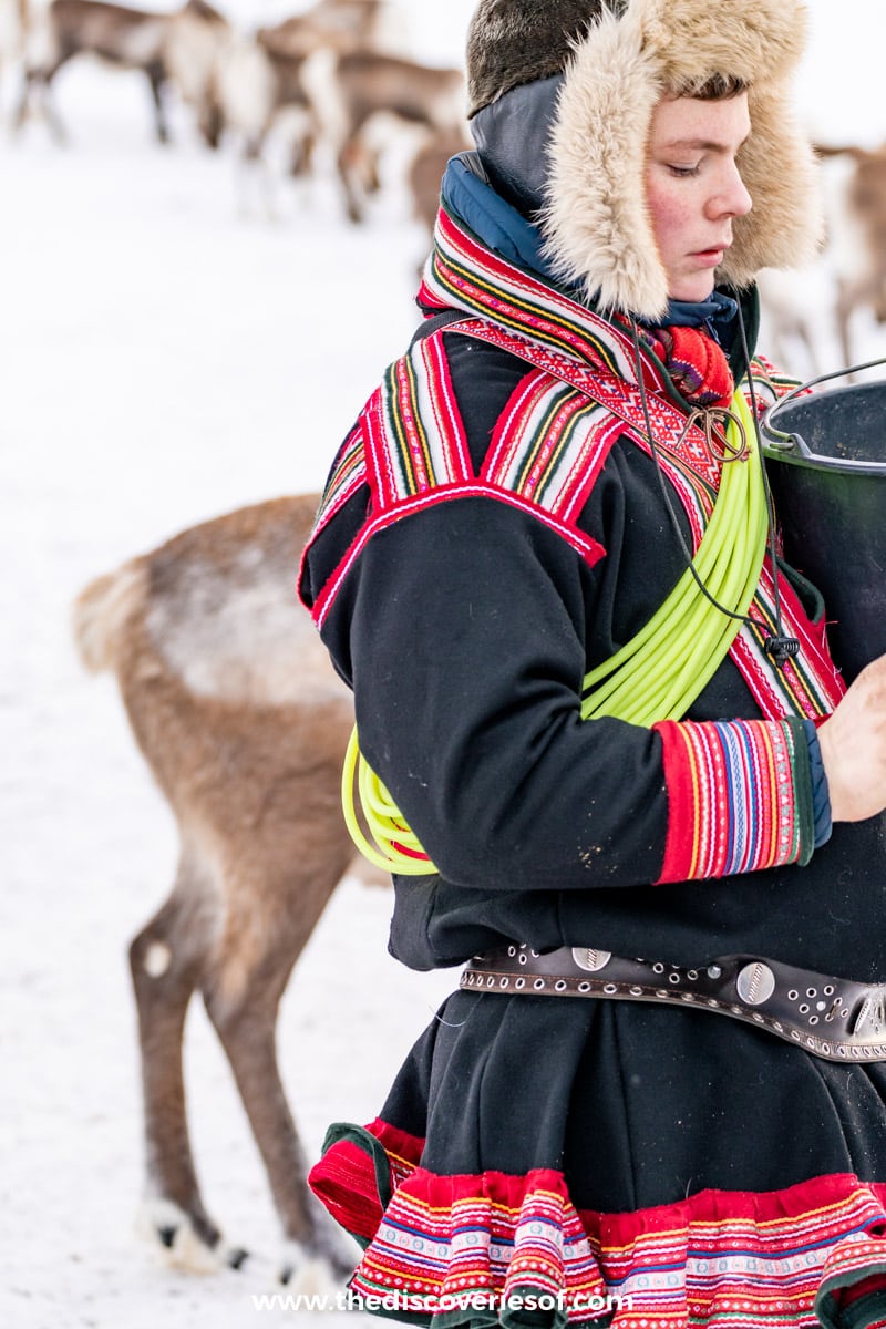 Young sami feeding reindeer